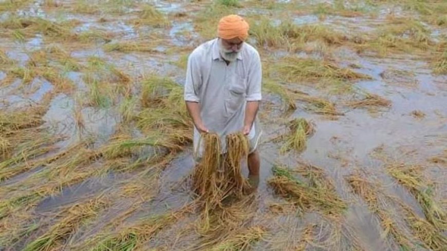 ਪੰਜਾਬ: ਕਪਾਹ ਦੇ ਖੇਤਾਂ 'ਚ ਮੀਂਹ ਦਾ ਕਹਿਰ, ਹਜ਼ਾਰਾਂ ਏਕੜ ਫਸਲ ਖਤਰੇ 'ਚ